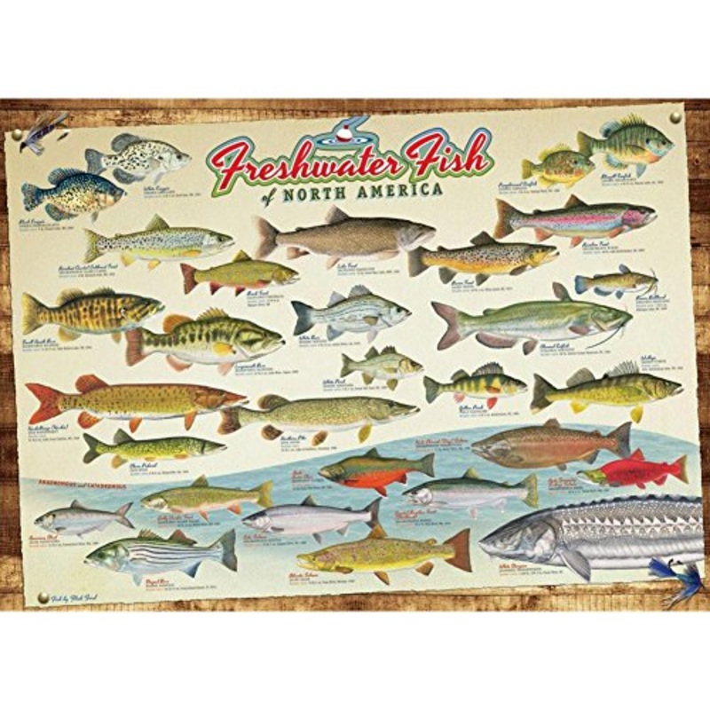 Cobble Hill Freshwater Fish of North America, 1000 Pieces